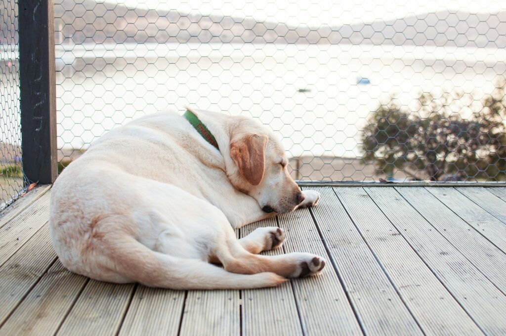 Labrador odpočívá na dřevěné podlaze